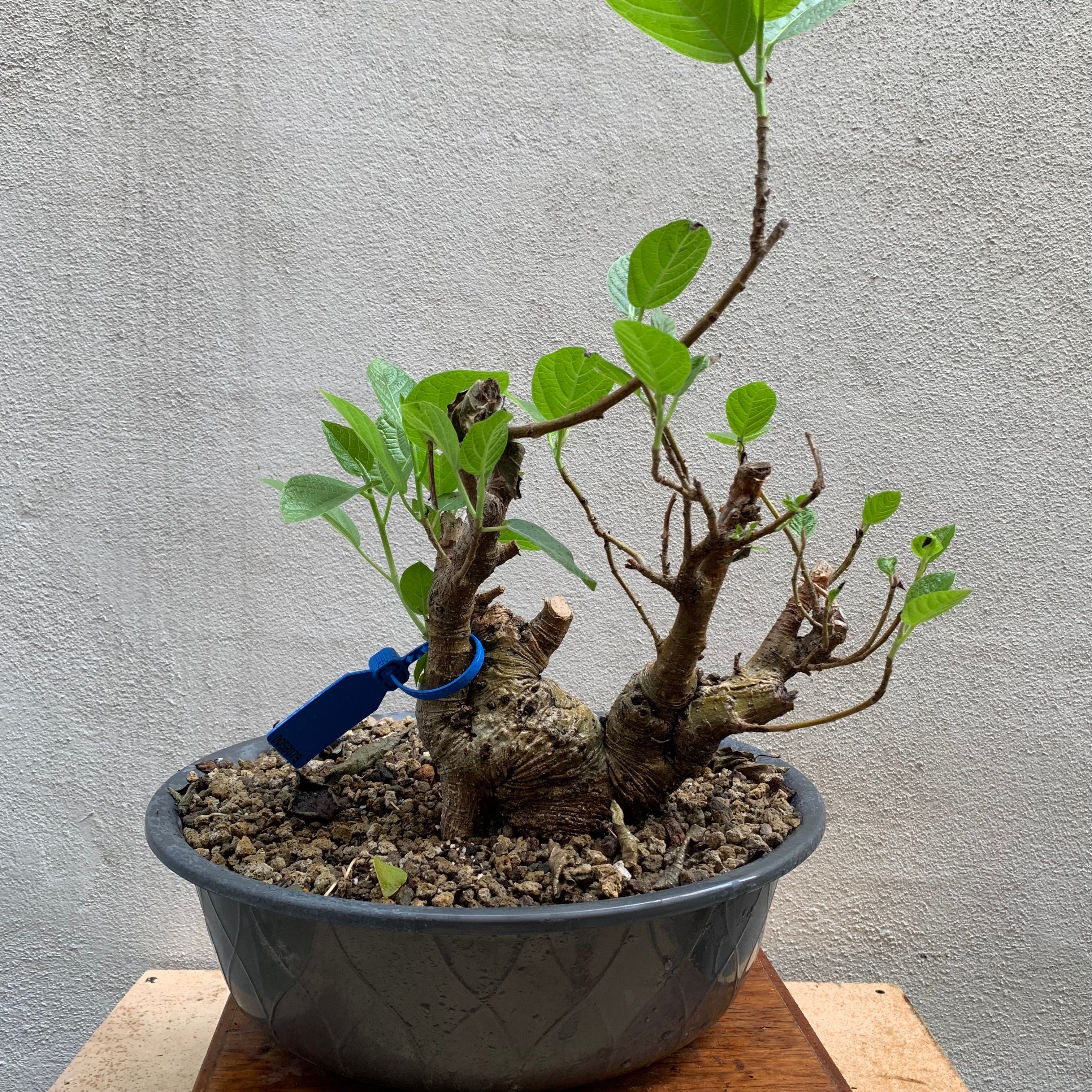 Pre-bonsai Amate ( Ficus Insipida)