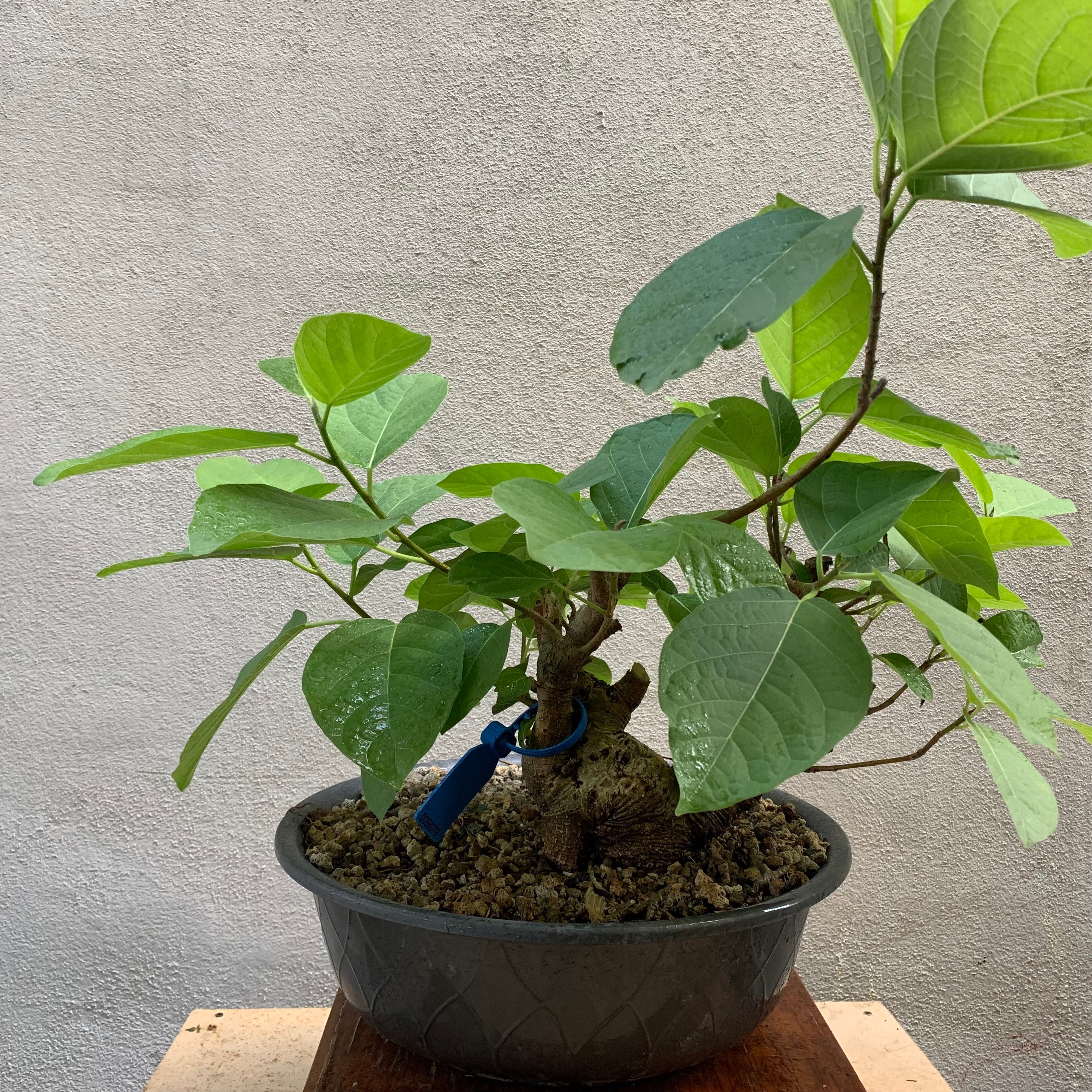 Pre-bonsai Amate ( Ficus Insipida)